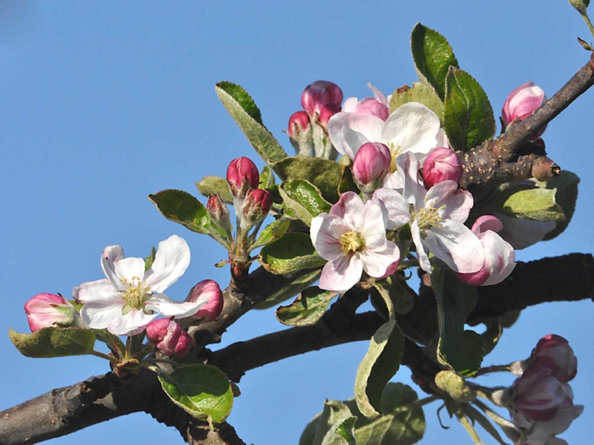 Ferienwohnung Rudis Obstgarten Jork Bagian luar foto