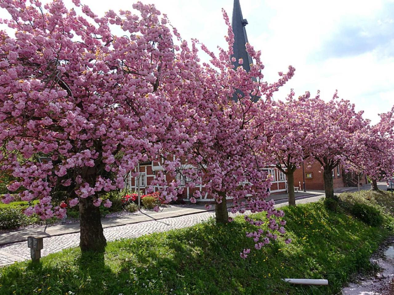 Ferienwohnung Rudis Obstgarten Jork Bagian luar foto